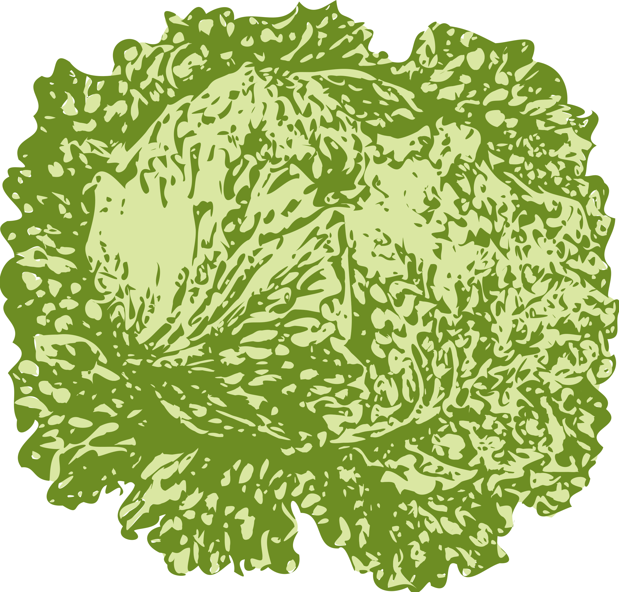 Lettuce Png (2400x2296), Png Download