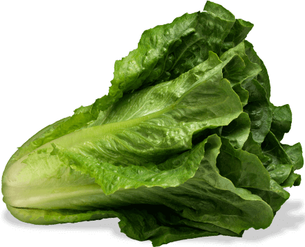 Romaine Lettuce - Lechuga Organica Png (440x356), Png Download
