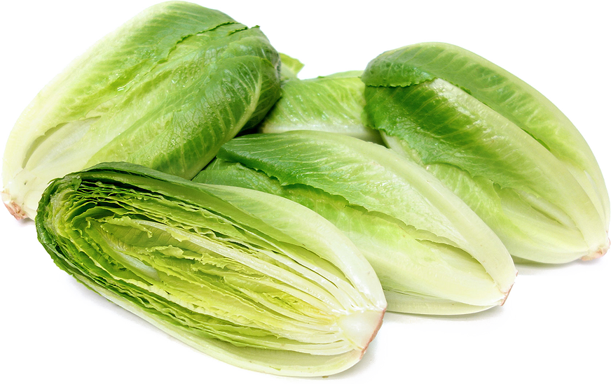 Romaine Lettuce Png Photo - Cos Or Romaine Lettuce (872x549), Png Download