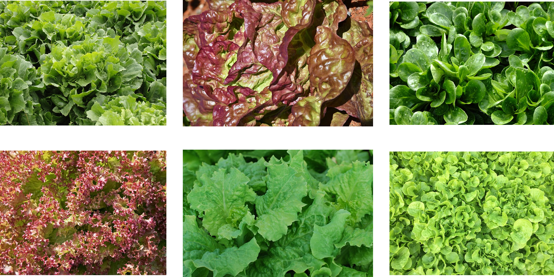 Laitue À Couper Red Salad Bowl Bio (1788x894), Png Download