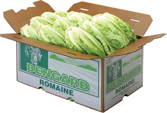 Romaine Lettuce - Bengard Ranch, Inc. (560x380), Png Download