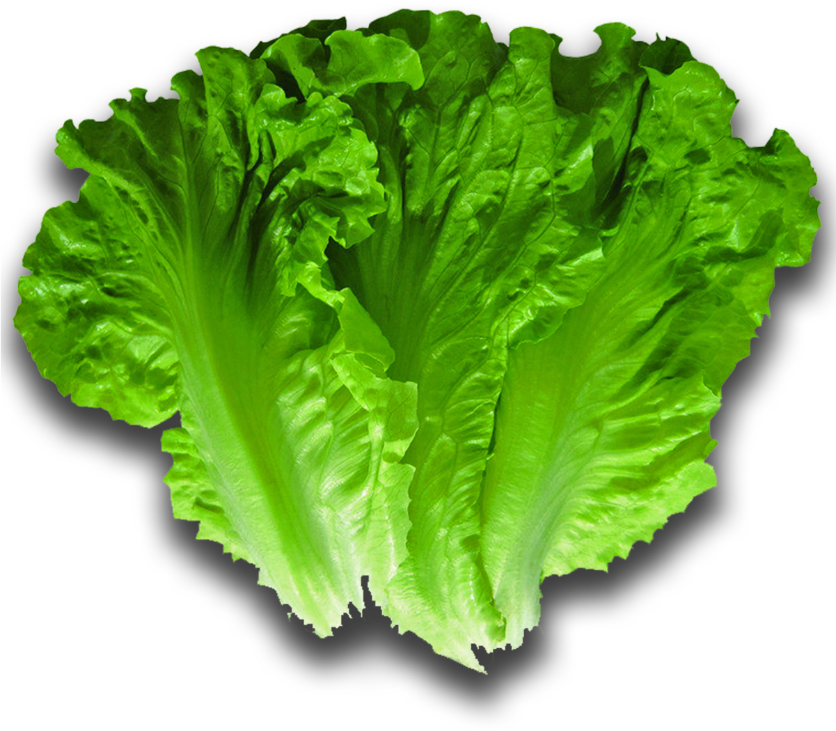 Romaine Lettuce - Lettuce (1200x1200), Png Download