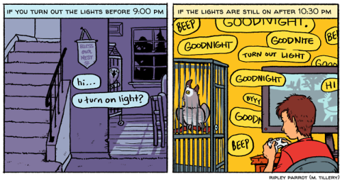 Ripley Is Serious About Bed Time - Ripley Parrot Comic (500x267), Png Download