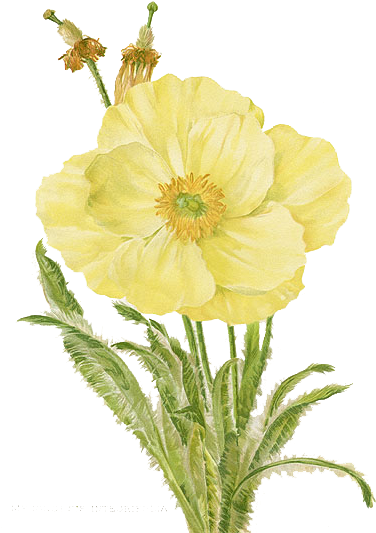 Flower Png By 384321869 On Deviantart - Botanical Illustration Botanical Drawings Of Flowers (390x535), Png Download