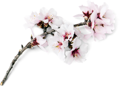 Clipart Black And White From Our Hearts To Your Hands - Almonds Flower Png (486x351), Png Download