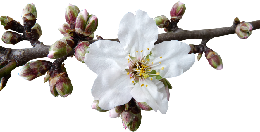 Clip Art Transparent Stock The Blossom Season In Mallorca - Almond Blossom Png (888x500), Png Download