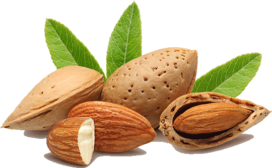 Almond - Thesoapery Sweet Almond Oil - 1 Litre Cosmetic Grade (552x343), Png Download