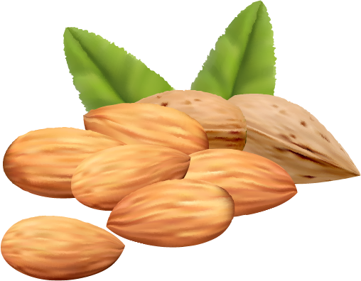 Almond Png Clipart Image - Nuts Vector Png (508x396), Png Download