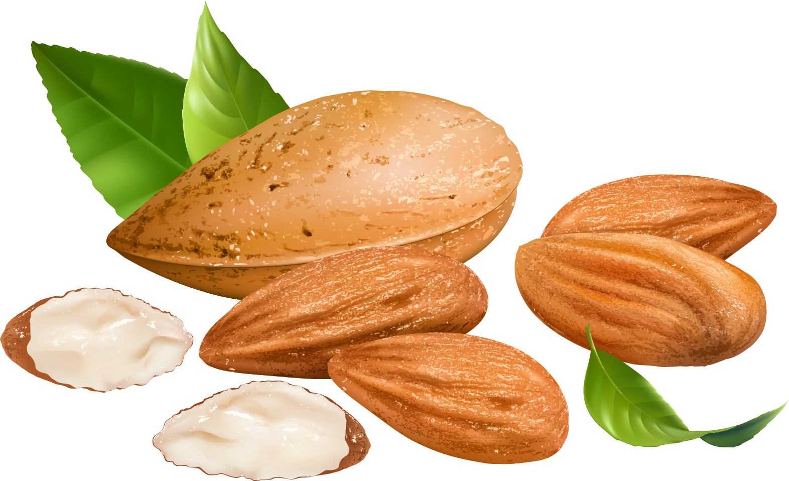 Almond Png Transparent Free Images - Almonds Clipart (1572x958), Png Download
