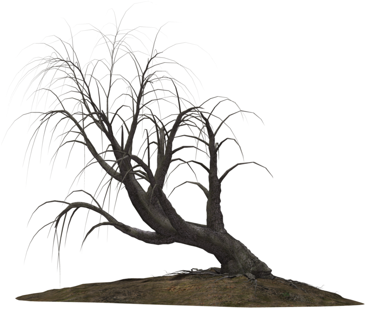 Creepy Tree 21 By Wolverine041269 On Clipart Library - Creepy Trees Png (1024x639), Png Download