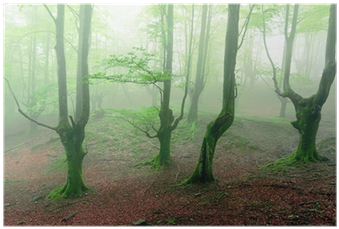 Forest (400x400), Png Download