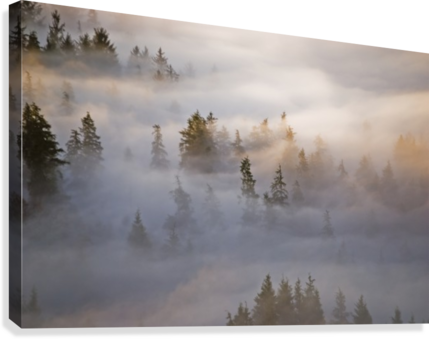 Fog Fills The Forest - Posterazzi Fog Fills The Forest Astoria Oregon United (429x339), Png Download