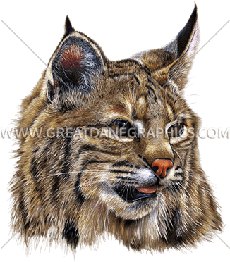 Bobcat - Decal (325x385), Png Download