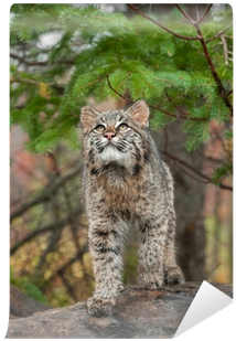 Bobcat Kitten Looks Up From Atop Log Wall Mural • Pixers® - Snow Leopard (400x400), Png Download