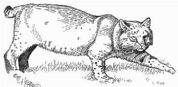 Domestic Short-haired Cat (350x350), Png Download