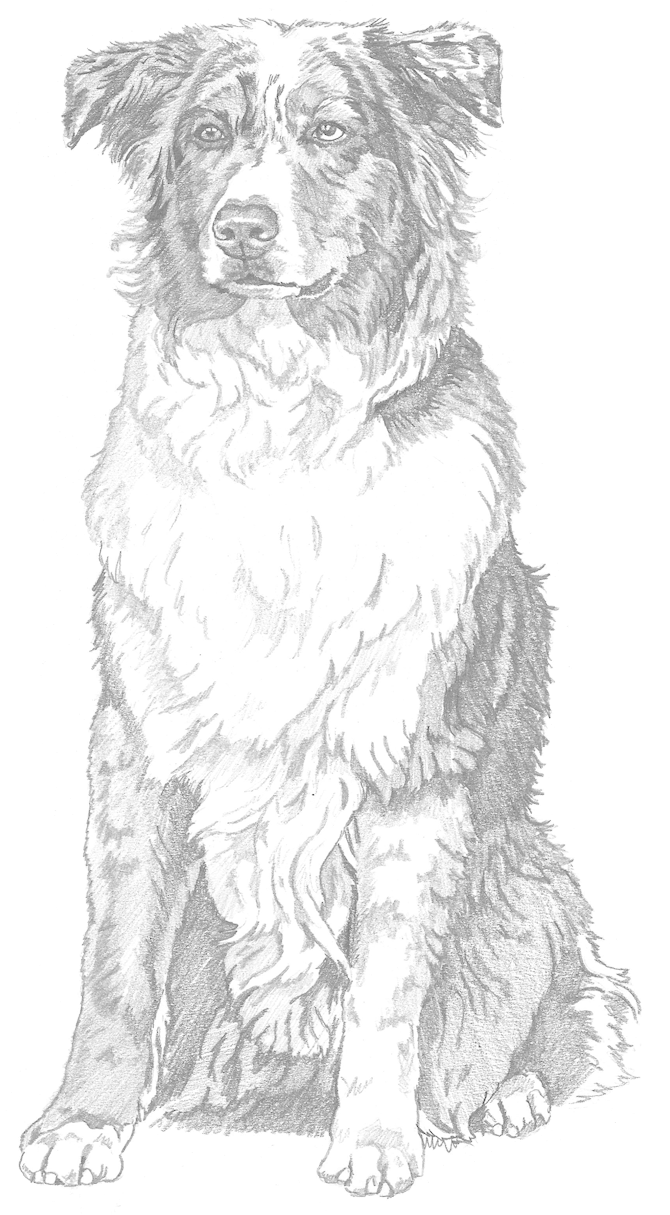 "the Eyes Of North America - Dog (1000x1375), Png Download