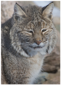 Lynxes (400x400), Png Download
