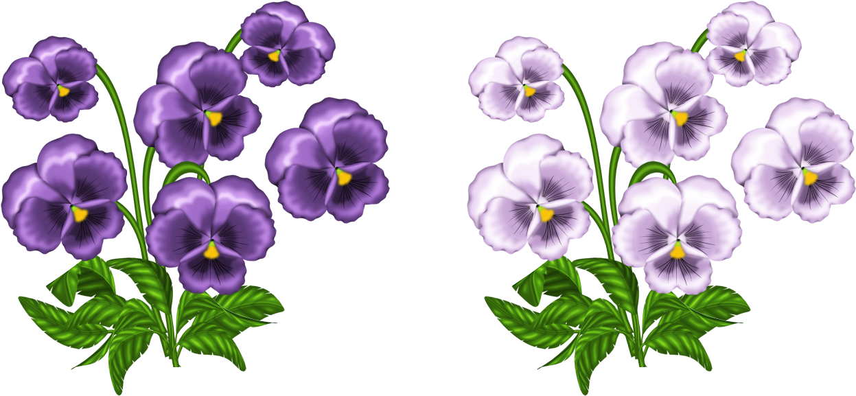 wallpapers Violet Flower No Background clip art violets png image with no