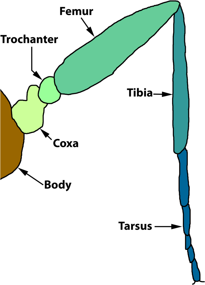 File - Insectleg - Insect Leg Parts (702x1023), Png Download