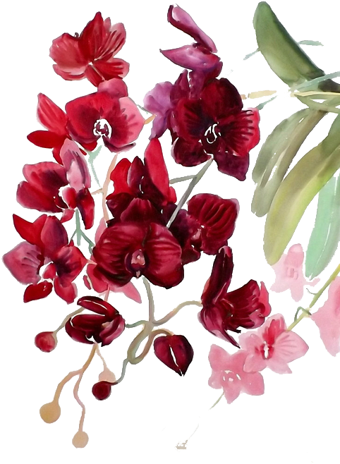 Orchid Transparent Watercolor - Paintings Of Orchids Flowers (510x680), Png Download