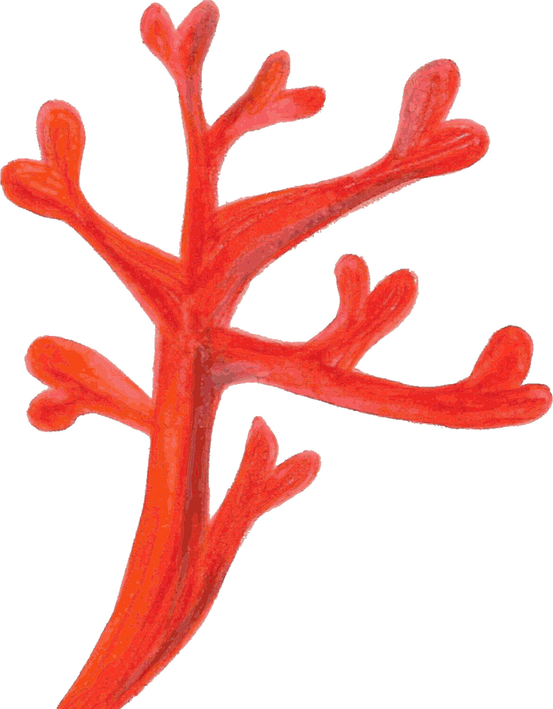 28 Collection Of Coral Clipart Png - Red Coral Clipart (1874x2400), Png Download