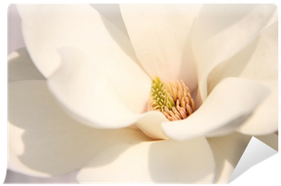 Go To Image - Windflower (400x400), Png Download