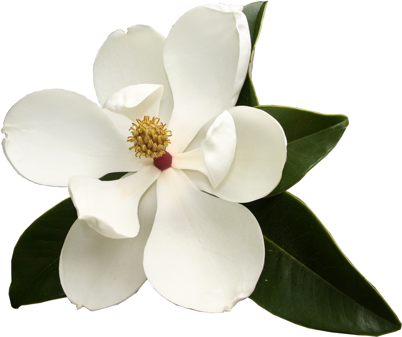 Southern Magnolia Virginia Sweetspire Flower Garden - Magnolia Flower Png (800x669), Png Download