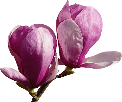 Tube De Fleurs De Magnolia - Fleur Corse Dessin Png (400x335), Png Download