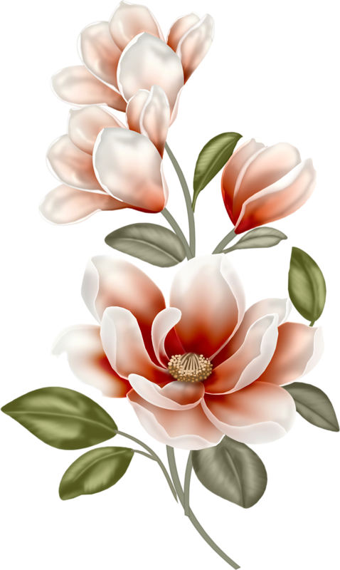 Clip Art Free Library Florinda Ou Flor Linda Manolya - Magnolia Clipart (478x800), Png Download