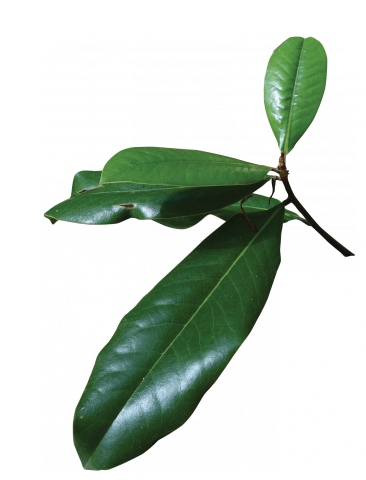 Magnolia Tree Leaf Png (366x480), Png Download