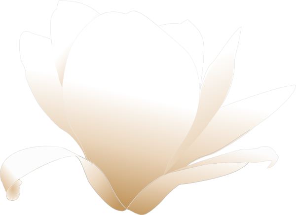 How To Set Use White Magnolia Clipart (600x436), Png Download