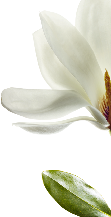 We Have Selected Magnolia That Is Native To Southwest - Windflower (720x848), Png Download