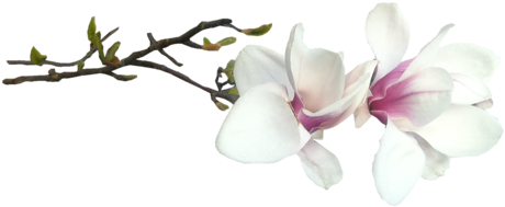 Fleur Magnolia - Magnolia Wall Tapestry - Small: 51" X 60" (500x286), Png Download