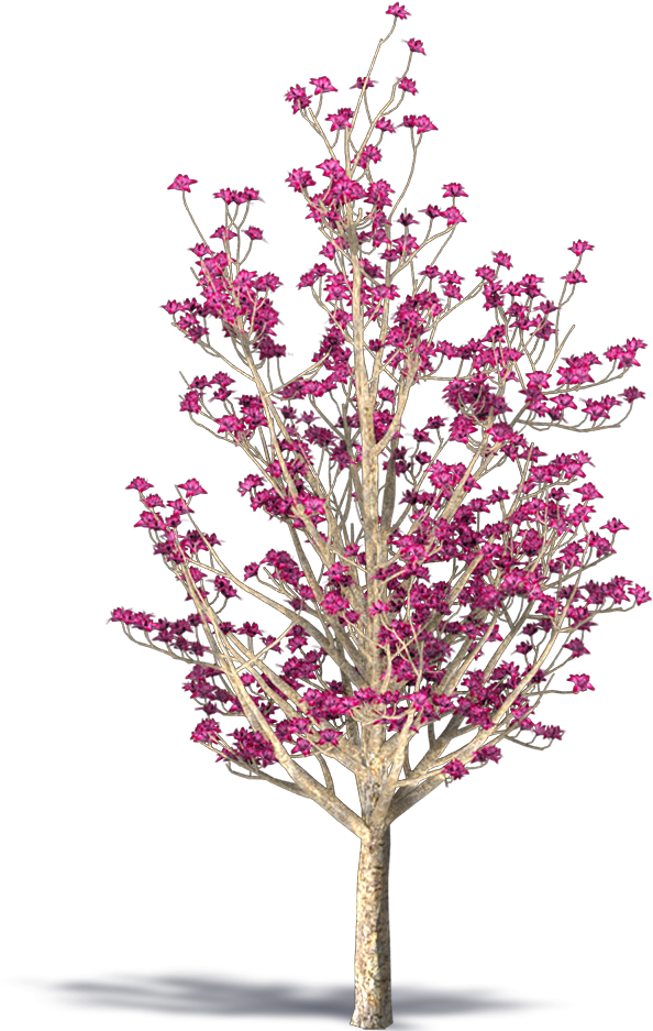 Chinese Magnolia (1000x1000), Png Download