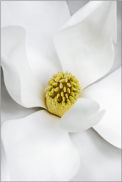Magnolia - Buttercup (750x750), Png Download