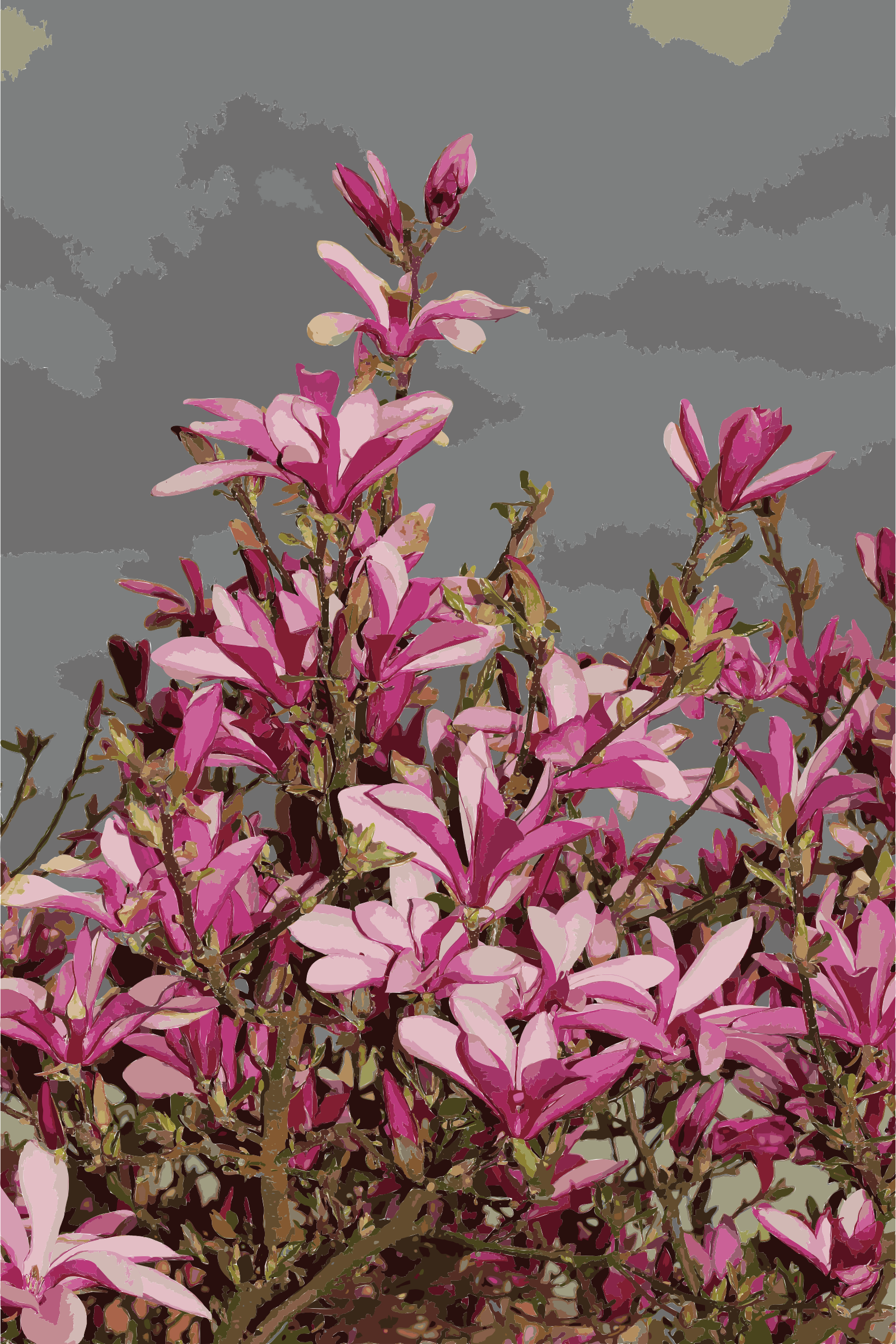 This Free Icons Png Design Of Magnolia Liliiflora 2015 (1600x2400), Png Download