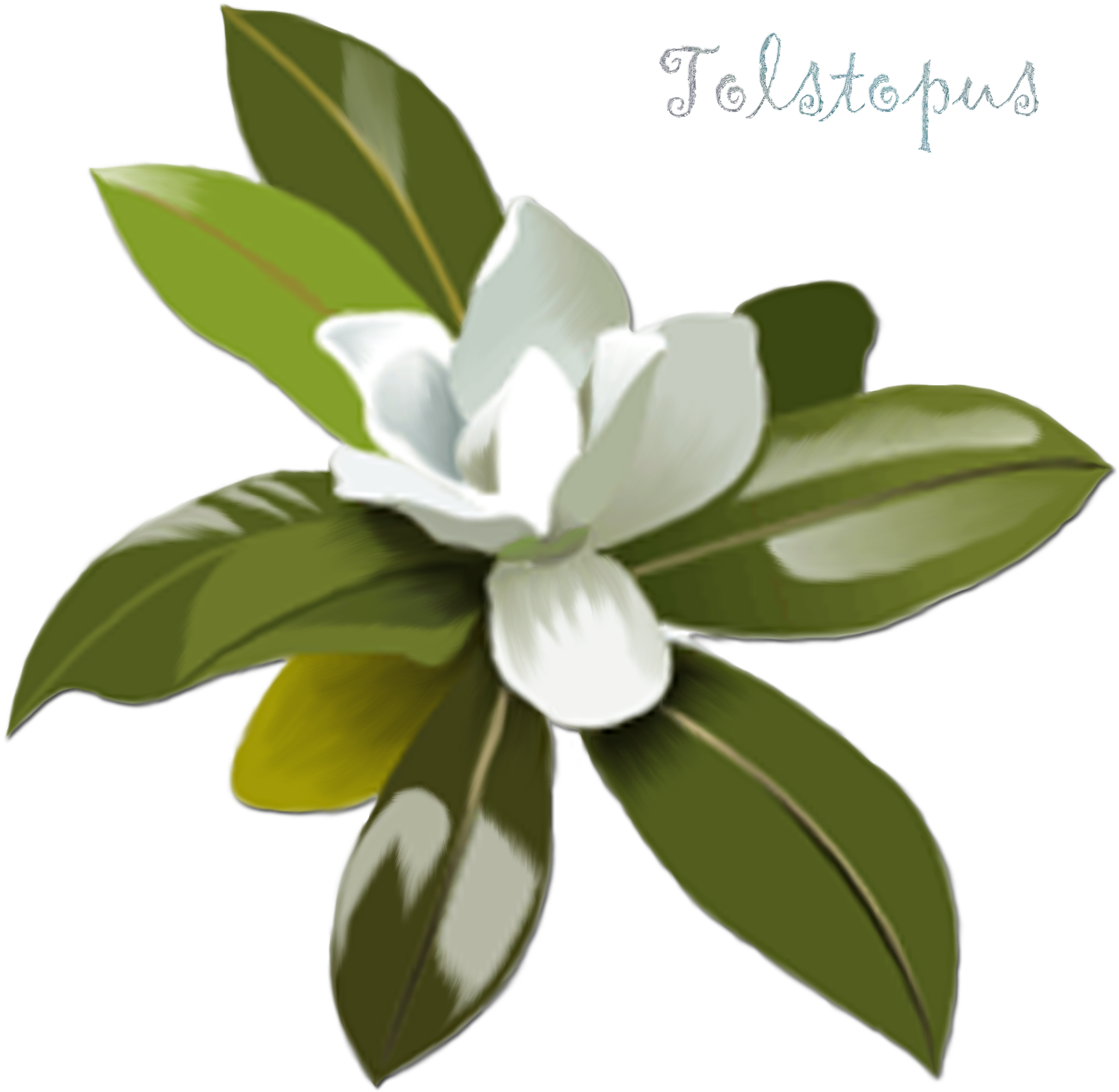 Clip Art Transprent Png Free Download - Magnolia Flower Clip Art (1772x1772), Png Download