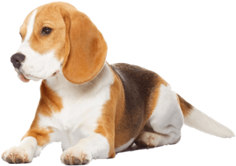 Beagle Transparent Image - Beagle Dog Isolated On White Background - Rectangl (480x319), Png Download