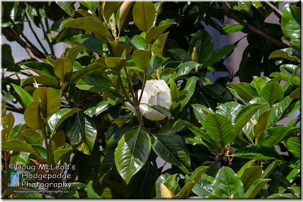 Victoria Magnolia Tree - Gardenia (966x824), Png Download