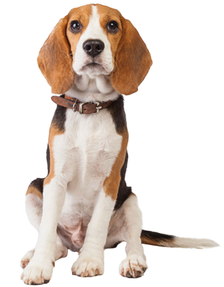 Beagle - Beagle With No Background (425x425), Png Download