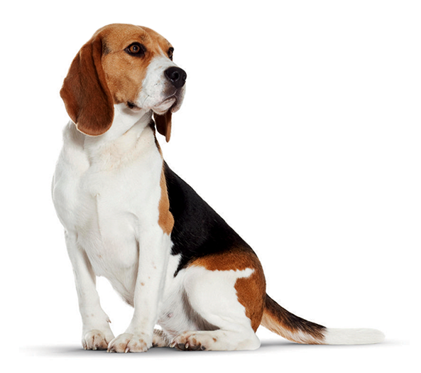 Beagles Are Little Athletes With Lots Of Stamina And - Dog (800x524), Png Download