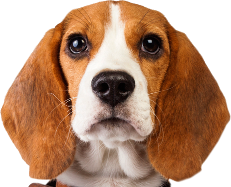 El Beagle - Beagle Dog Png (462x375), Png Download