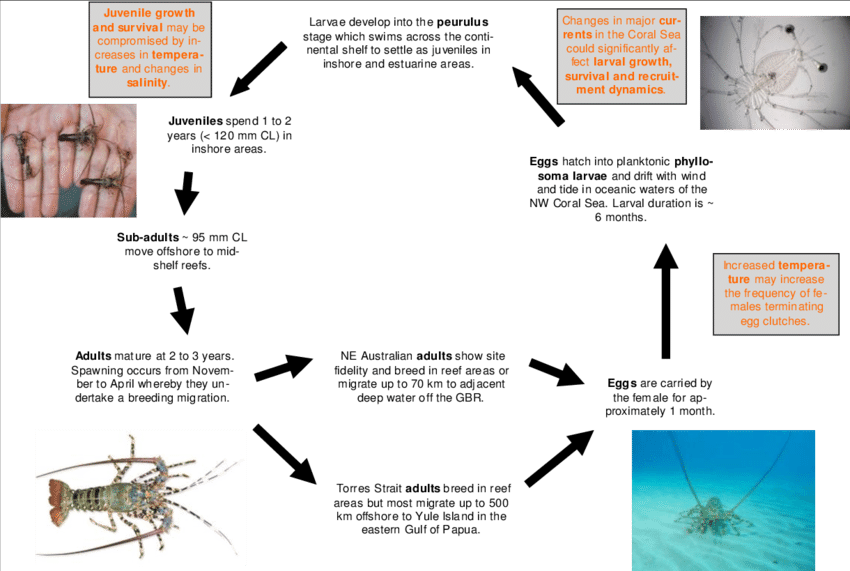 Generalised Life Cycle Of The Ornate Rock Lobster, - Rock Lobster Life Cycle (850x571), Png Download