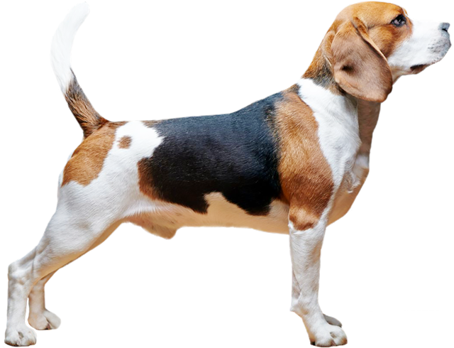Beagle - Online Shopping (640x490), Png Download