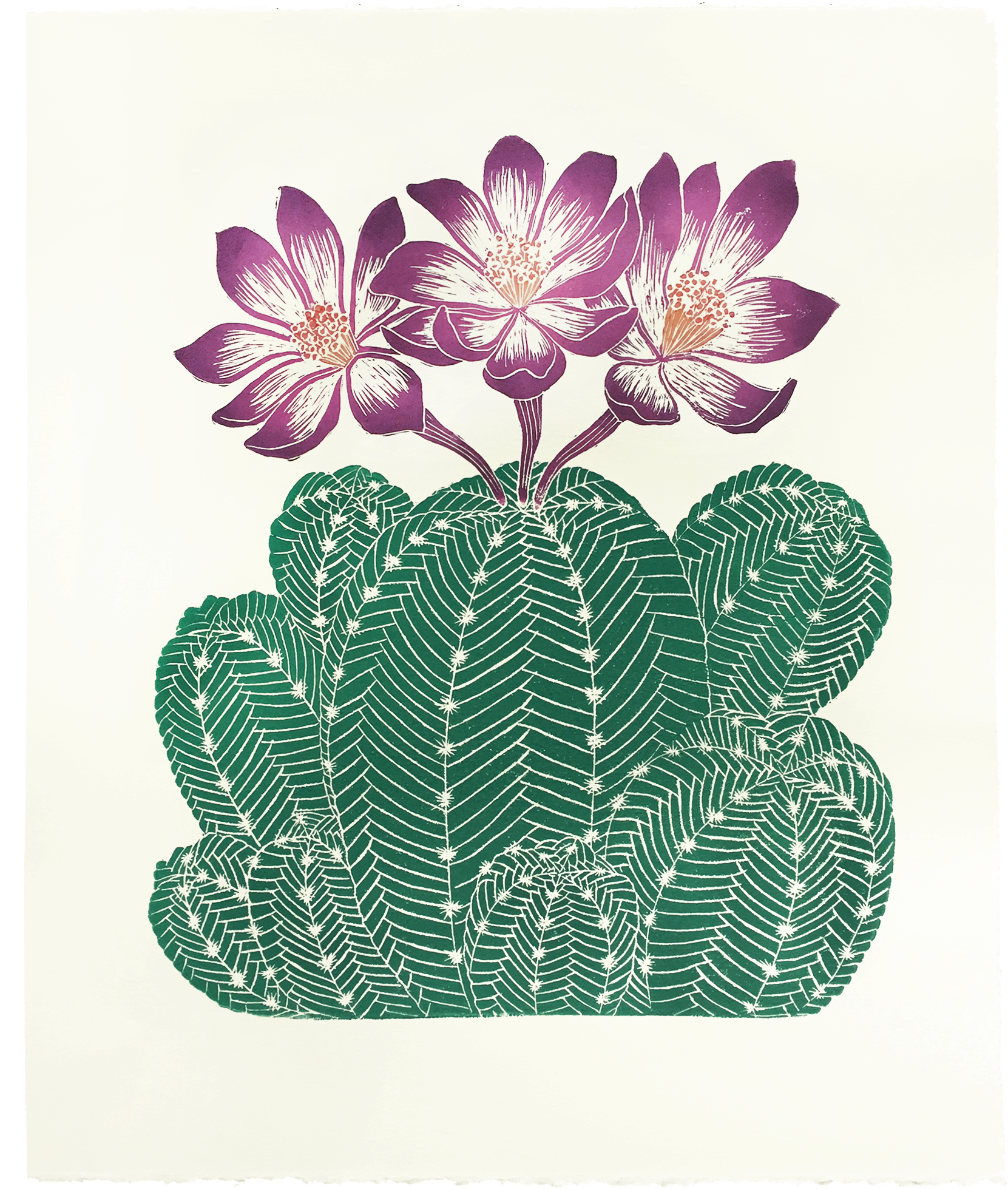 955490 D 2160 2447 S 2 - Hedgehog Cactus (2160x2447), Png Download