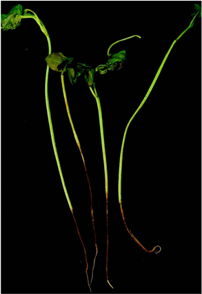 Seedlings Infected With R - Crinum (902x426), Png Download