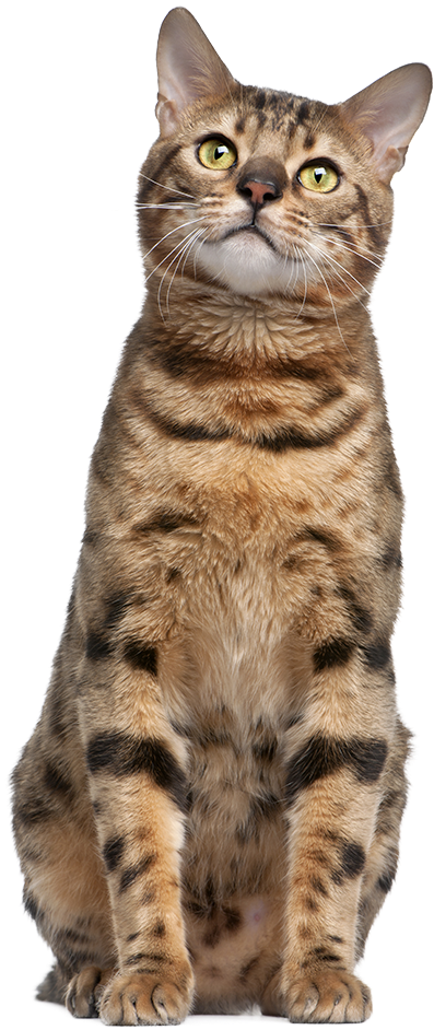 Bigstock Bengal Cat Year Old In Fro 14518970 - Cat Sitting Transparent (600x1000), Png Download