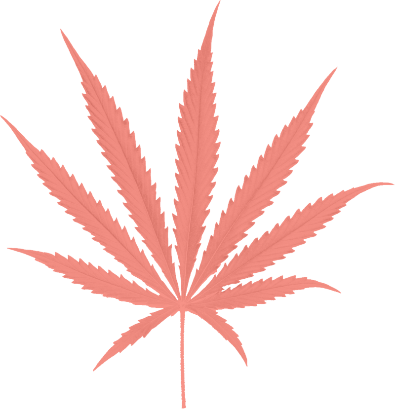 Paradiso Gardens Sativa Leaf - Cannabis Png (800x829), Png Download
