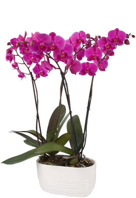 Varieties - Moth Orchid (497x762), Png Download