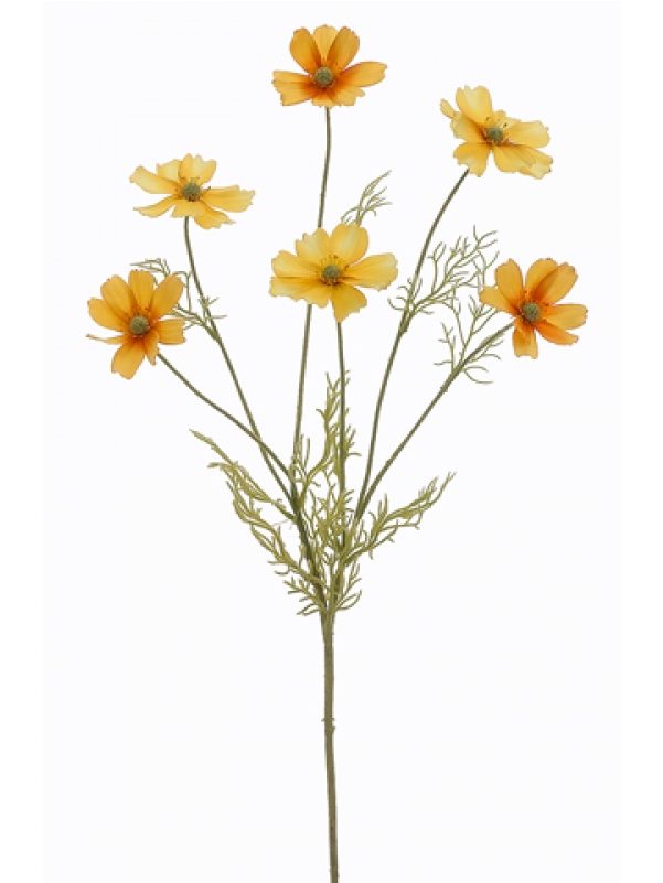 31" Cosmos Spray Yellow - Marguerite Daisy (800x800), Png Download